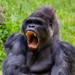 Why Are Gorillas So Strong?