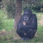 Why Are Chimps So Aggressive?